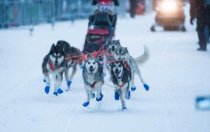 Dog sledding is a popular winter pastime in Megève
